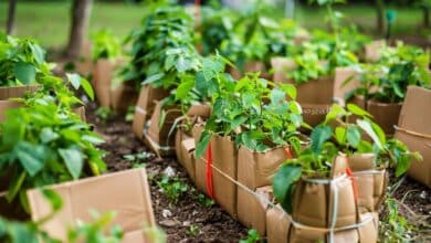 Un carton, un arrosoir… et le potager devient deux fois plus productif en un mois