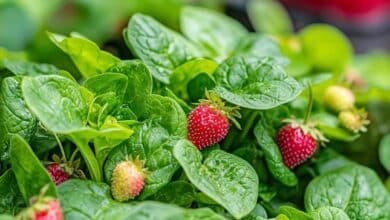 Un légume oublié se sème en mai et transforme votre potager en jardin extraordinaire