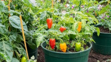 Une astuce naturelle toute simple pour booster la floraison de vos poivrons ce mois-ci
