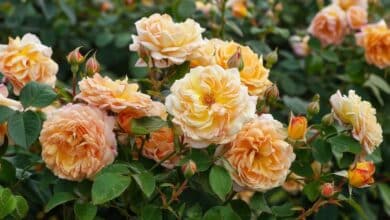 Une erreur facile à commettre avec les rosiers… et qui peut gâcher tout l’effet visuel du jardin