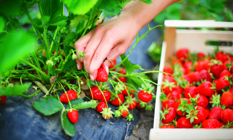 booster votre première récolte de fraises