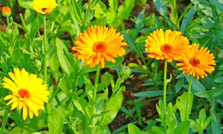 le souci (calendula)