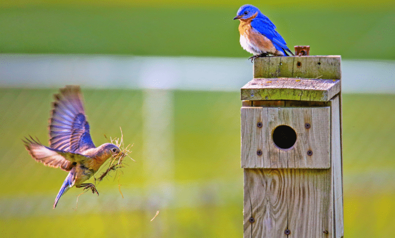 oiseaux au jardin