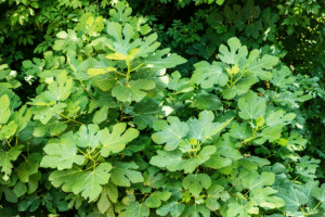 Les trois causes principales de la difficulté de croissance du figuier