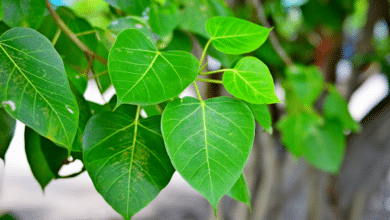 Ce produit qu’on utilise en cuisine réveille les plantes molles et ternes en quelques jours