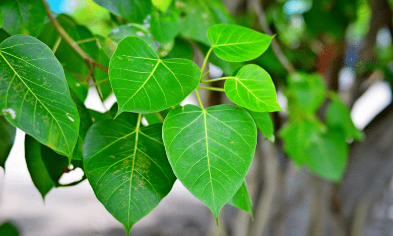 Ce produit qu’on utilise en cuisine réveille les plantes molles et ternes en quelques jours