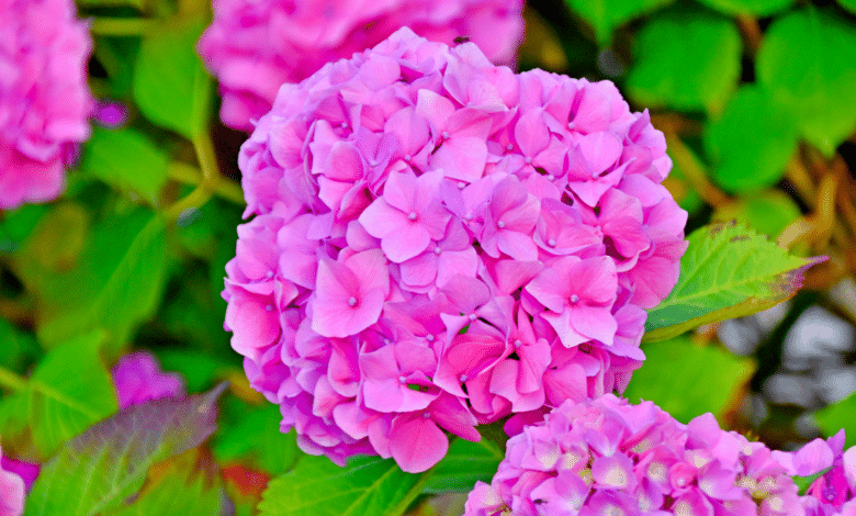 Vous voulez des hortensias plus gros que ceux du voisin ? Voici le secret à connaître en avril