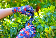 Taille de printemps : Ce simple geste redonne forme et vitalité à tout le jardin