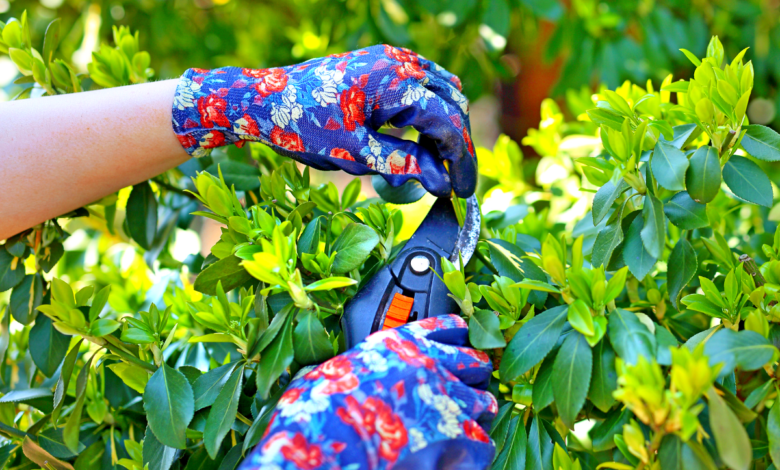 Taille de printemps : Ce simple geste redonne forme et vitalité à tout le jardin