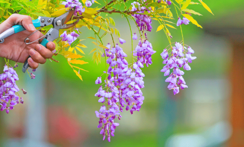 Glycine qui refuse de fleurir ? Cette taille bien placée déclenche une floraison spectaculaire