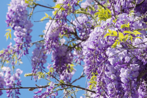 glycine