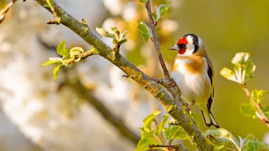 Moins d’oiseaux dans votre jardin ? Ces erreurs de jardinage peuvent les faire fuir sans retour
