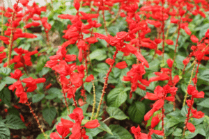 Salvia microphylla ‘grahamii’