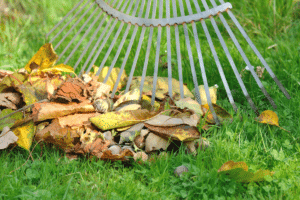 feuilles mortes