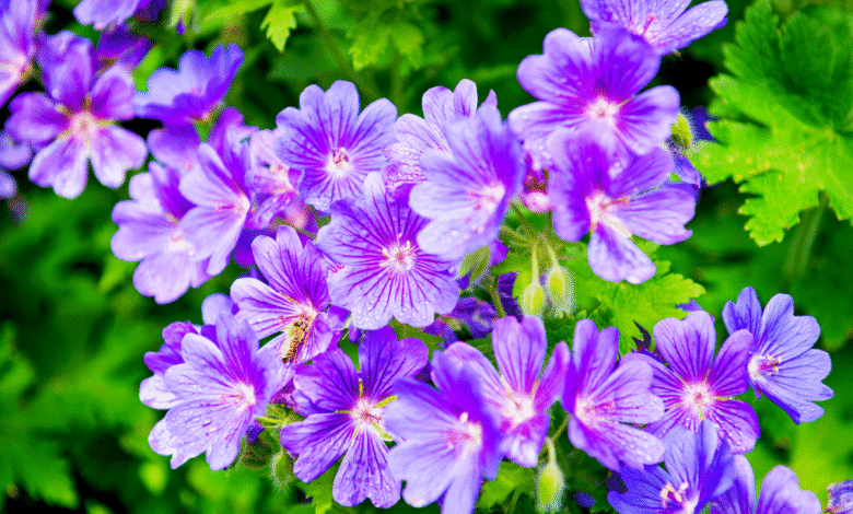 Marre des géraniums ? Cette fleur robuste va moderniser vos massifs en un clin d’œil