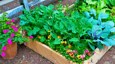 Protégez votre potager tout l’été en semant ces 3 plantes simples ce week-end