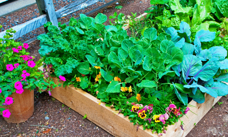 Protégez votre potager tout l’été en semant ces 3 plantes simples ce week-end