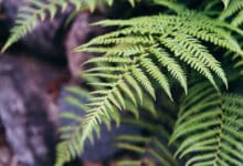 idées pour un jardin luxuriant sans soleil