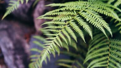 idées pour un jardin luxuriant sans soleil