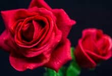 Comment les professionnels de l'hôtellerie créent des ambiances naturelles irrésistibles