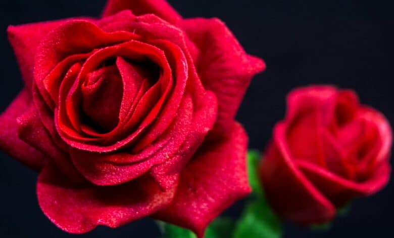 Comment les professionnels de l'hôtellerie créent des ambiances naturelles irrésistibles