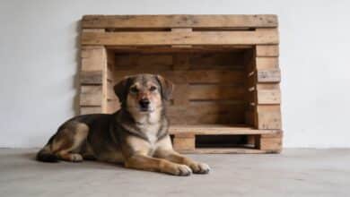 Chien couché devant niche en palettes bois