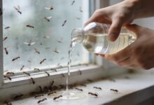 Mains versant vinaigre blanc pres dune fenetre envahie de fourmis volantes