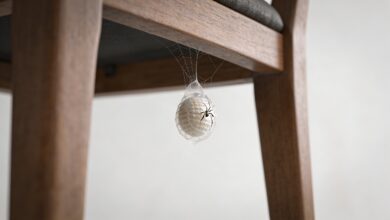 Petit oeuf d araignee suspendu sous une chaise