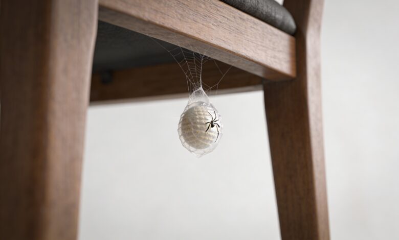 Petit oeuf d araignee suspendu sous une chaise