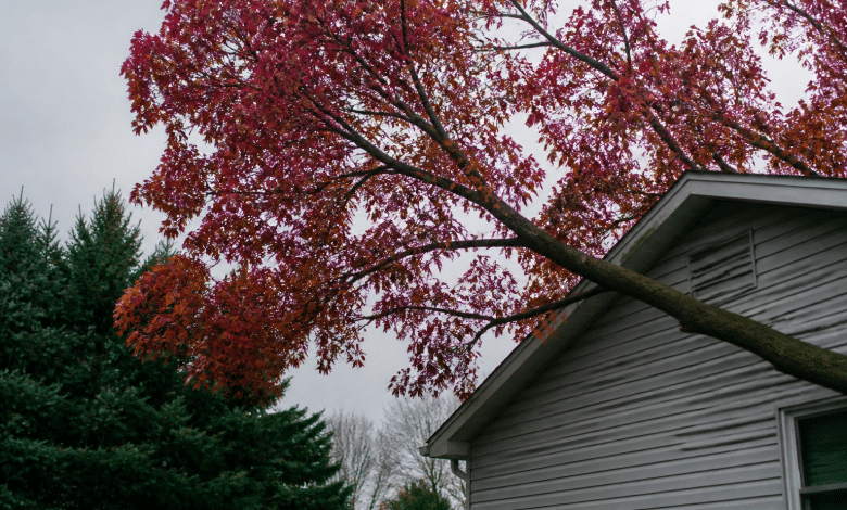 Arbre avec feuilles rouges penchant dangereusement sur maison.