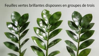 Feuilles vertes brillantes disposees en groupes de trois