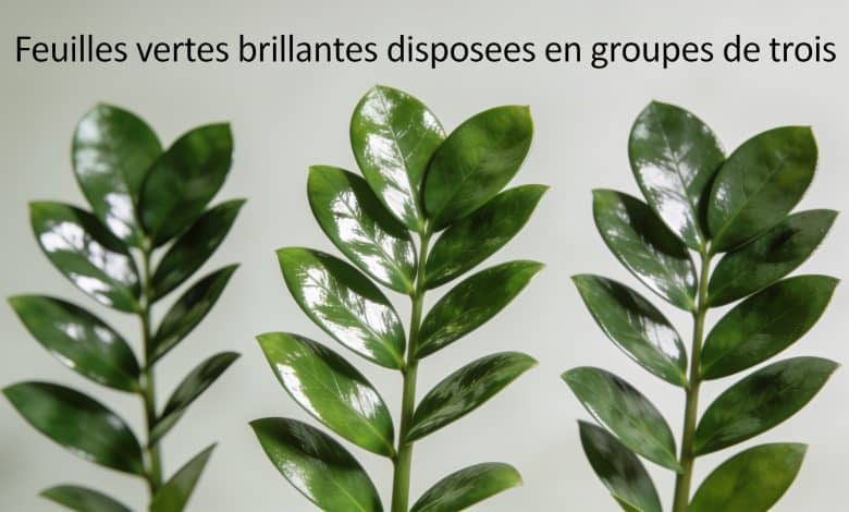 Feuilles vertes brillantes disposees en groupes de trois