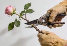 Mains gantees coupant branches roses avec secateurs