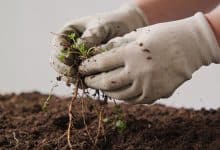 Mains gantees extirpant mauvaises herbes du sol jardin.
