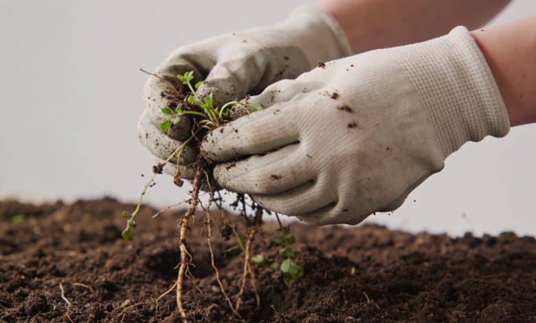 Mains gantees extirpant mauvaises herbes du sol jardin.
