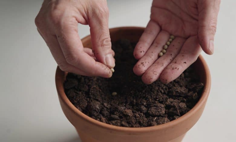 Mains plantant des graines dans pot de terre
