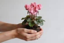 Mains tenant une petite plante cyclamen en fleur