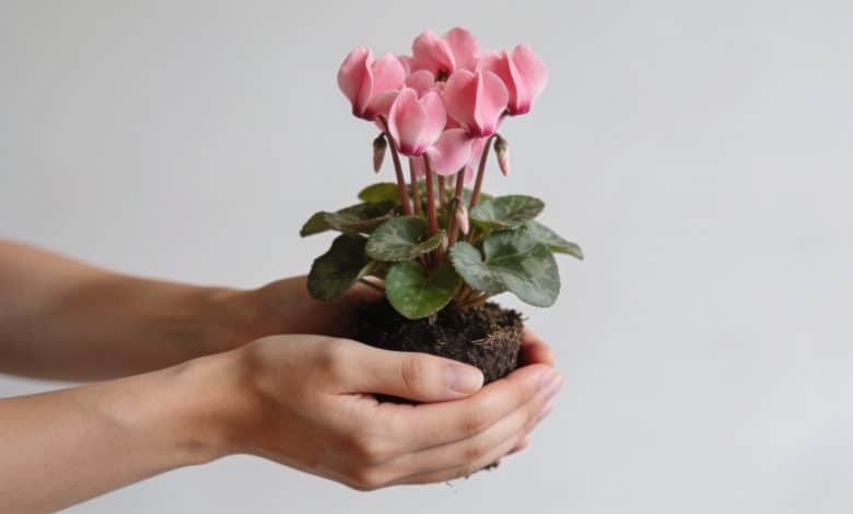 Mains tenant une petite plante cyclamen en fleur