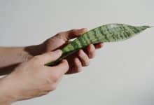 Mains tenant une plante verte aux feuilles striees