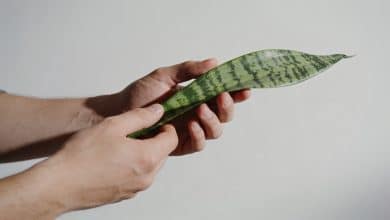 Mains tenant une plante verte aux feuilles striees