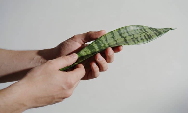 Mains tenant une plante verte aux feuilles striees