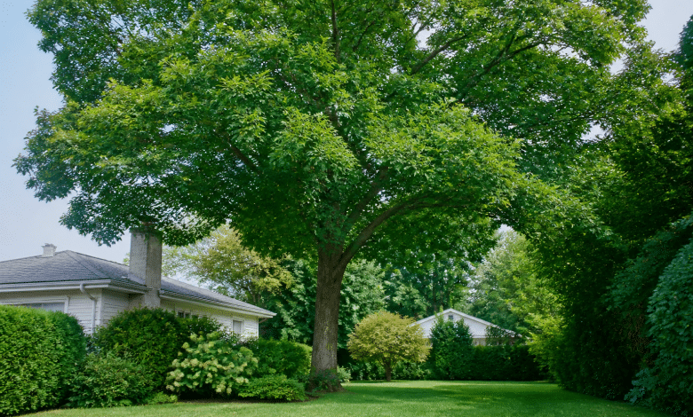 Grand arbre feuillu debout dans jardin residentiel verdoyant