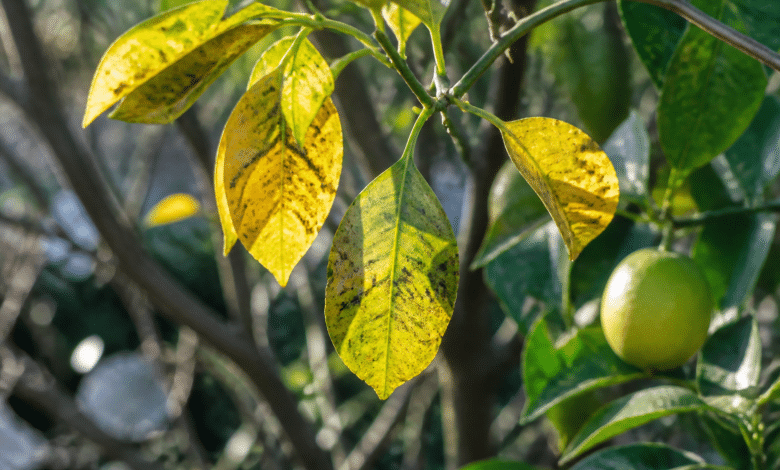 Feuilles jaunes tachetees sur branche de citronnier atteint
