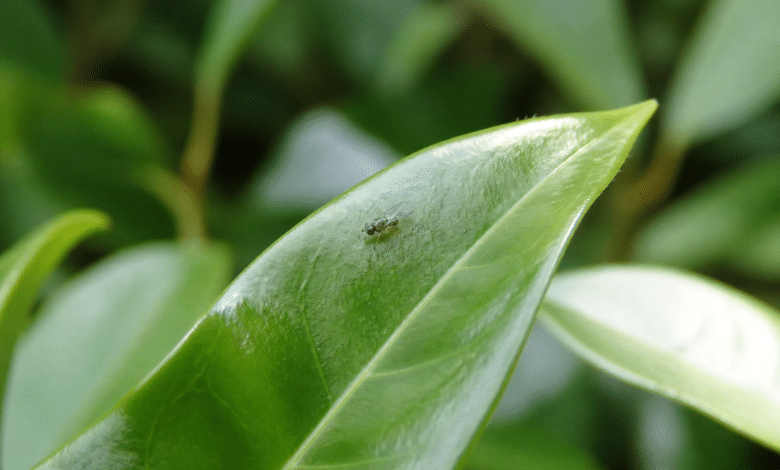 Minuscule insecte volant posé sur feuille verte brillante