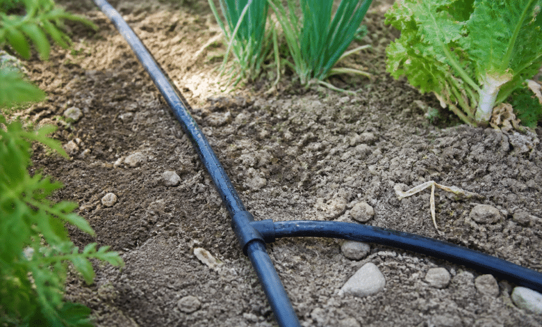 Tuyaux noirs connectes au sol dans jardin potager