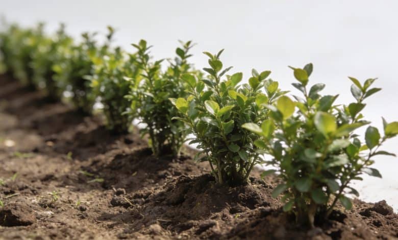 Rangee de jeunes arbustes plantes en ligne dans jardin