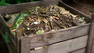 Compost organiques empiles dans un bac ouvert en bois
