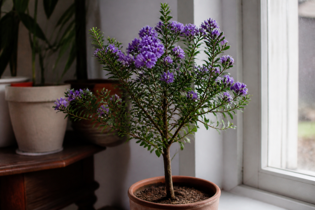 Jeune arbre aux fleurs violettes en pot interieur