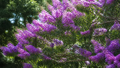 Fleurs mauves denses couvrant branches etendues arbre tropical