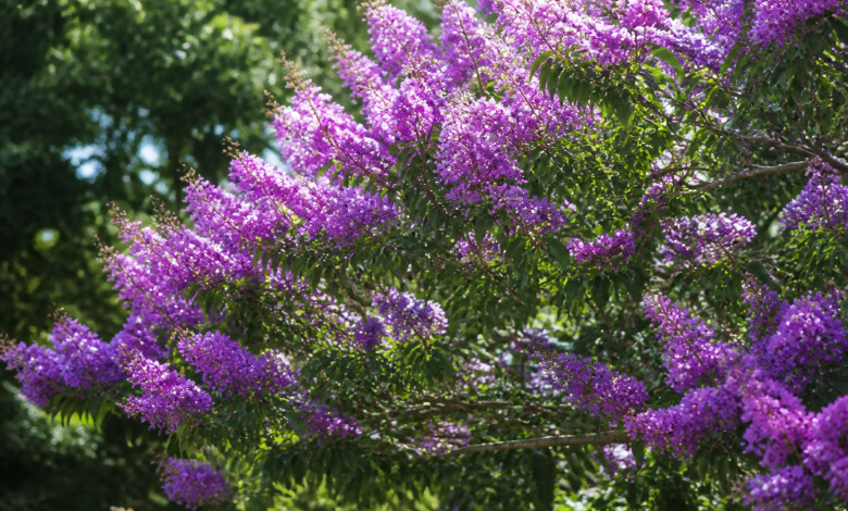 Fleurs mauves denses couvrant branches etendues arbre tropical